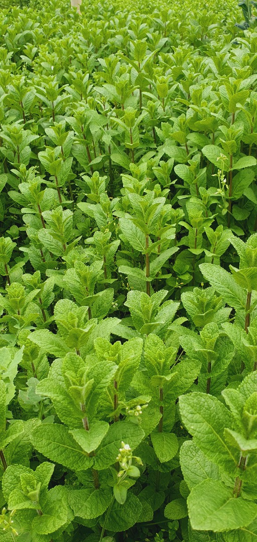 Menta maravillosamente aromática, 100% natural