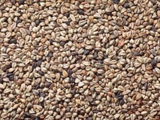 Vendo semillas de trigo sarraceno silvestre Fagopyrum tataricum de