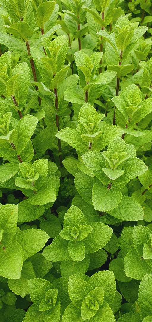 Menta 100% Natural, sin ningún químico