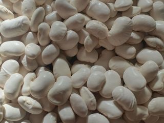 Hermosos frijoles Jas, cosecha 2024