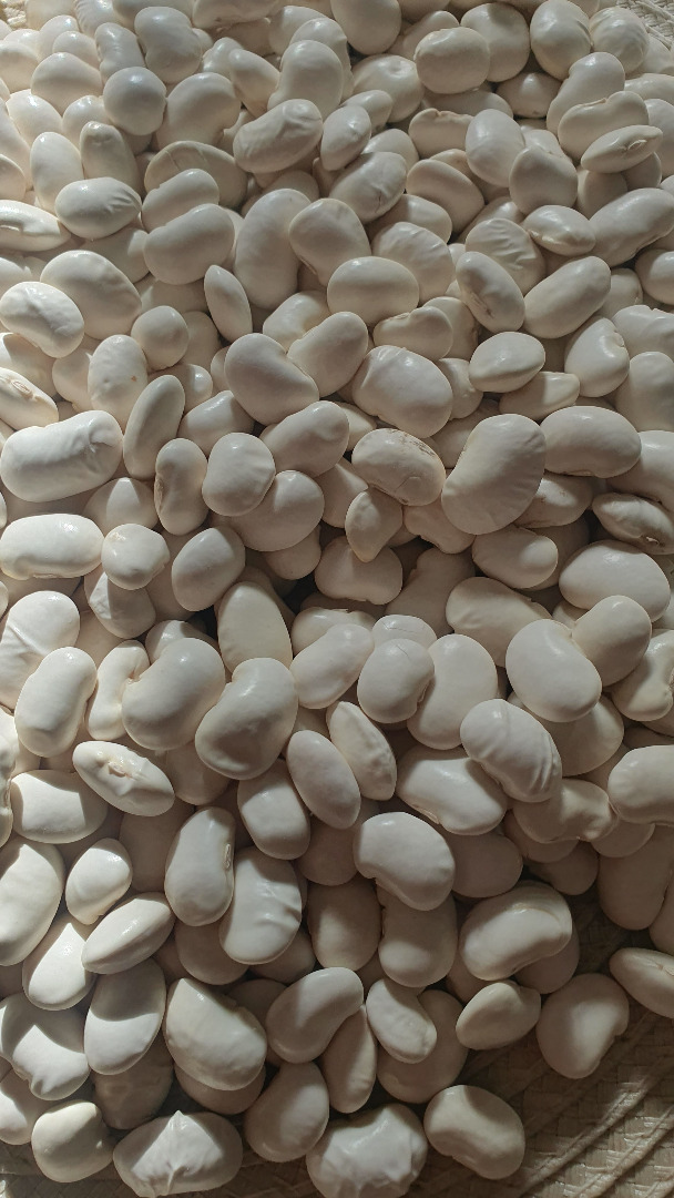 Hermosos frijoles Jas, cosecha 2024