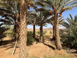 Como productor y exportador con sede en Marruecos, ofrecemos