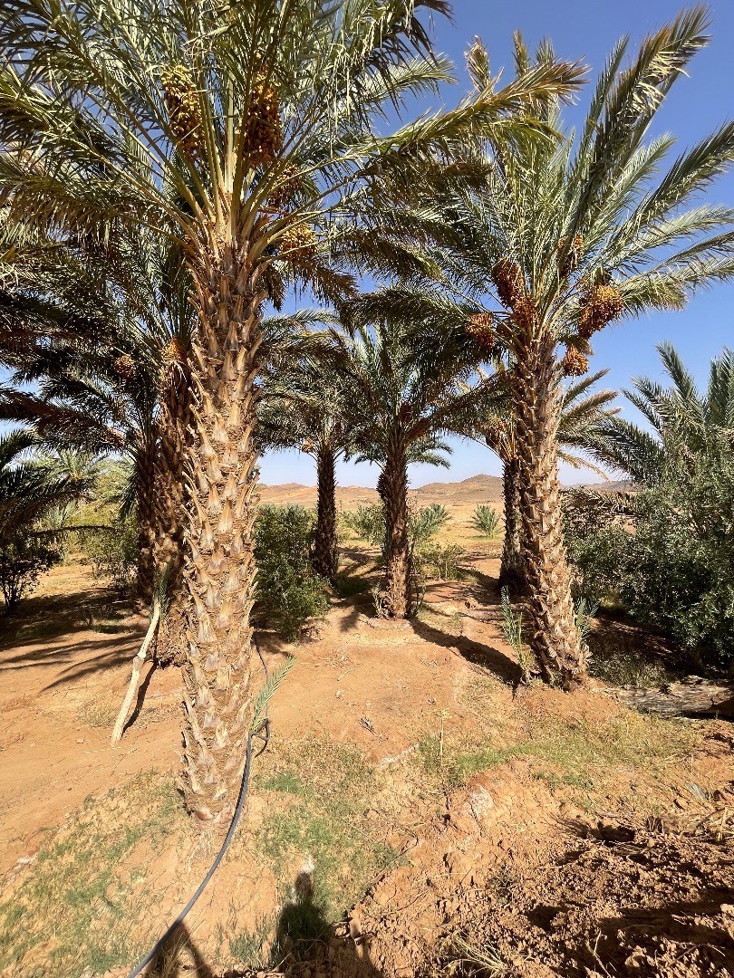 Como productor y exportador con sede en Marruecos, ofrecemos una rigurosa selección de dátiles marroquíes de alta gama, cultivados de acuerdo con las