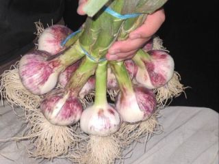 Ajo fresco de primavera de Uzbekistán. Cosecha 2025 disponible