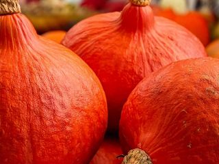 Semillas de calabaza Hokkaido a la venta: ¡excelente precio!