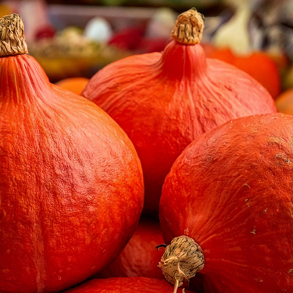 Semillas de calabaza Hokkaido a la venta: ¡excelente precio! Hokkaido: ¡una variedad probada con un color intenso y un sabor excelente! Ideal para cultivo para