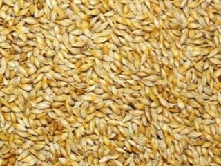 Necesitamos un gran pedido de cebada para alimentación animal
