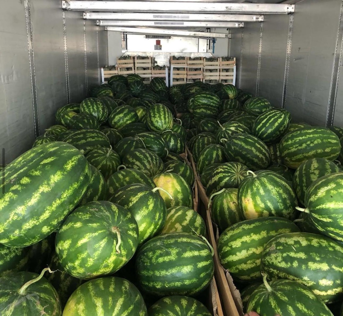 Saludos de Divjaka Albania Export