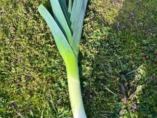 Temporada de invierno – ¡100% ecológico! Se vende calabaza