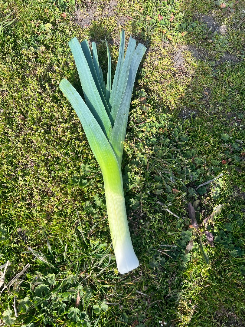 Temporada de invierno – ¡100% ecológico! Se vende calabaza de invierno fresca procedente de cultivo ecológico