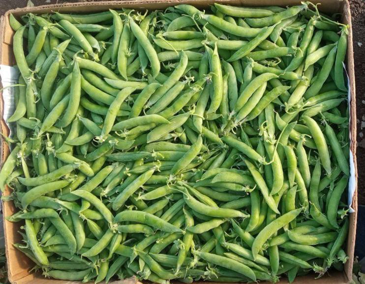 Guisantes "Oscar" - ¡primera muestra! • Maduro, crujiente, muy dulce • Primer intento: lunes-martes • Capacidad: 300-500 kg • Embalaje: plátano • Ubicación: