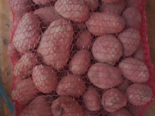 Venderé patatas comestibles de las siguientes variedades: Ignacy, Owacja,