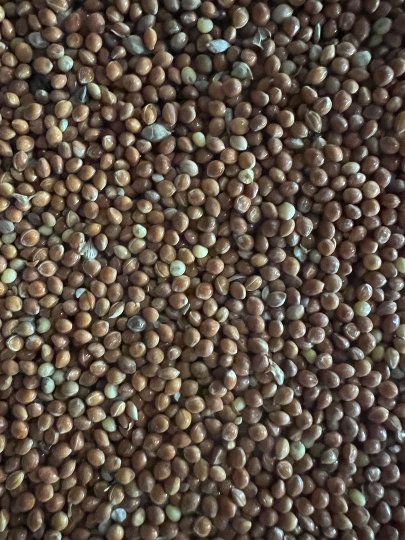 Vendo un lote de mijo - 400 toneladas ✔️ Pasa GOST ✔️ Hay una tarjeta de análisis ✔️ Apto para exportación y material de semilla ✔️ Purificado Región: Región