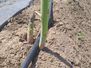 Vendo espárragos verdes. Para cantidades superiores a 10kg el