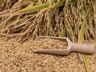 Vendo 150 toneladas de arroz paddy, variedad Cameo, del