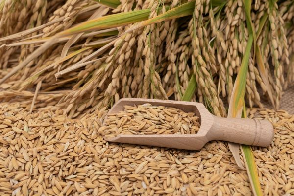 Vendo 150 toneladas de arroz paddy, variedad Cameo, del sur de Bulgaria