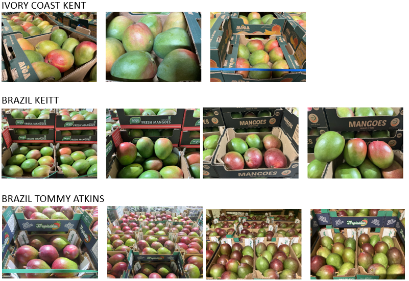 Mangos de Costa de Marfil, Brasil y Perú – variedades Kent y Keitt, tamaños de 5 a 12, principalmente de 7 a 9