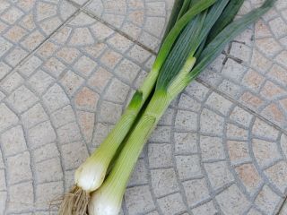 Cebolla con cebollino. Preparado en manojos. Puede ser en