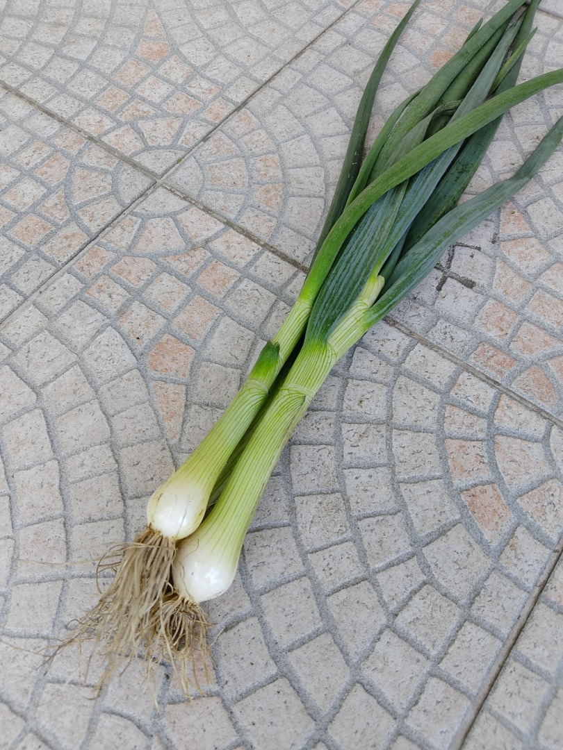 Cebolla con cebollino