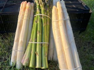 Vendo espárragos blancos y verdes en cualquier cantidad.