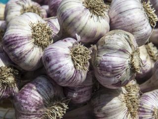 Ajo fresco en venta - 0,42 € por bulbo