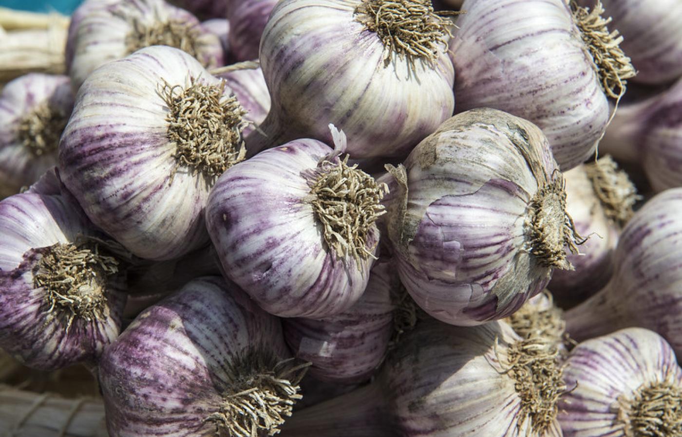 Ajo fresco en venta - 0,42 € por bulbo - Solo al por mayor Somos el mayor productor de ajo del país, ofreciendo ajo de primera calidad en todos los calibres