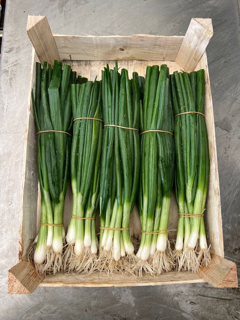 Estimados señores, soy productor de cebolletas de Polonia