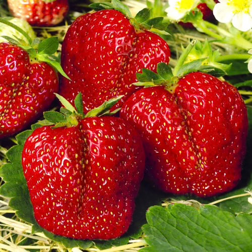 Fundado en 2003, el Grupo Revic es líder en el mercado frutícola, dedicado a ofrecer productos frescos, sanos y de la más alta calidad