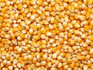 Oferta blanda - Maíz amarillo n.º 2 NGMO Alimento