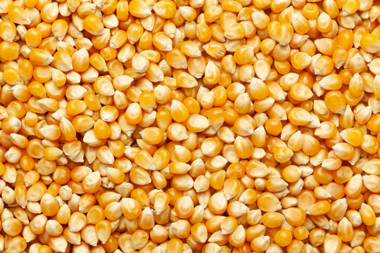 Oferta blanda - Maíz amarillo n.º 2 NGMO Alimento para animales - HASTA 150 000 Tm x 12 meses con SBLC - Origen Sudáfrica - Base CIF SCO - Maíz amarillo n.º 2