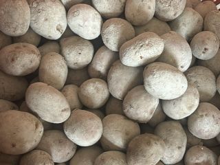 Patatas de semilla rojas variedad Laura