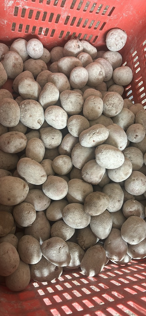 Patatas de semilla rojas variedad Laura