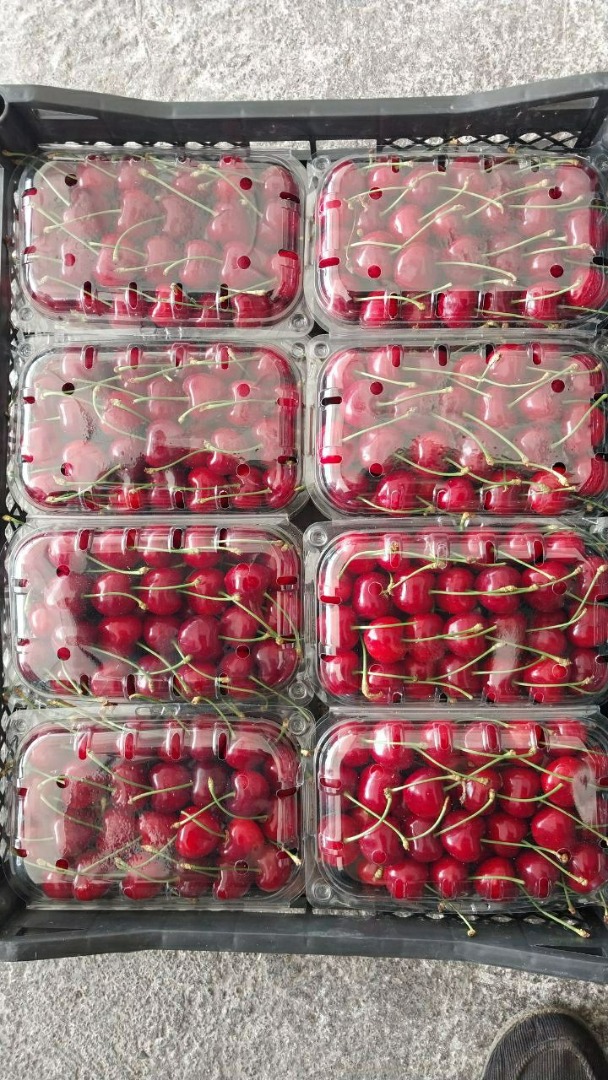 Cerezas dulces al por mayor de Uzbekistán, disponibles en diferentes variedades