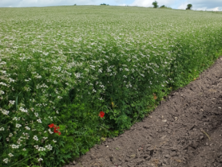Cilantro orgánico certificado en la naturaleza