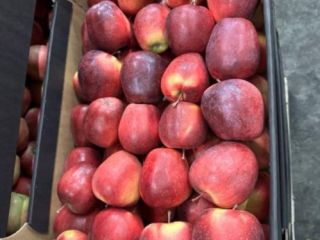 Hola, ofrecemos manzanas de Polonia envasadas en cajas de