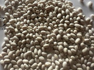Judías Blancas | Alta Calidad, Listas para Exportar. Ofrecemos