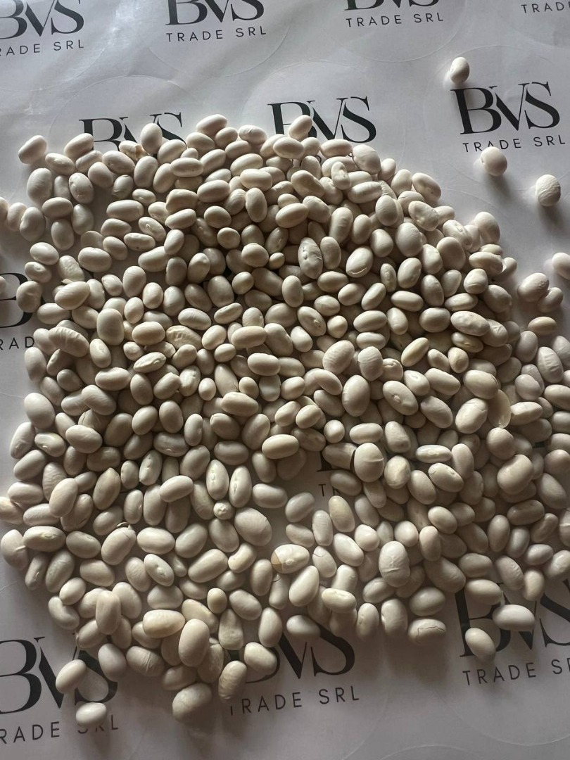 Judías Blancas | Alta Calidad, Listas para Exportar