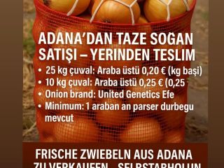 Vendemos cebollas frescas de Adana, Turquía para recoger en