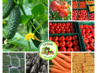RGI DAR FRESH SRL es una empresa rumana fundada