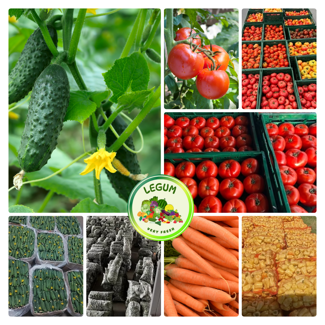 RGI DAR FRESH SRL es una empresa rumana fundada en la comuna de MATCA, condado de Galați