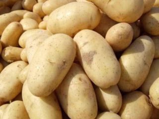 Papas egipcias frescas para exportación – Variedad Spunta. Nos