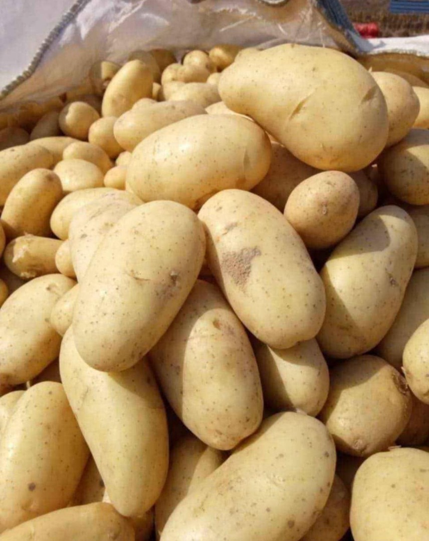 Papas egipcias frescas para exportación – Variedad Spunta