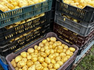 Patatas nuevas en venta, el precio depende de la