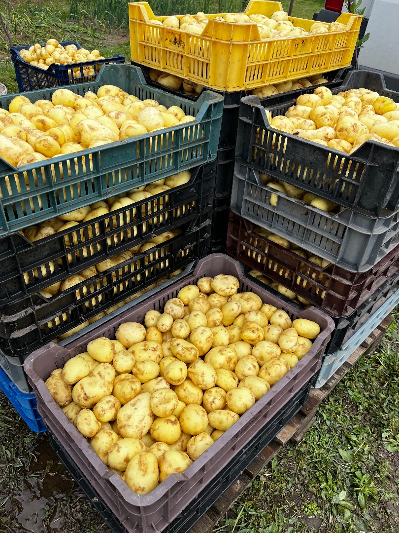 Patatas nuevas en venta, el precio depende de la cantidad deseada! ¡Se vende solo al por mayor!