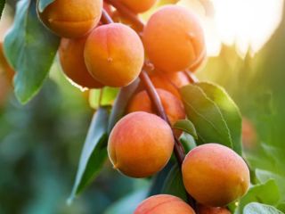 Albaricoques frescos y deliciosos de Calcídica, Grecia. Contáctame en