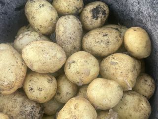 Empresa rumana vende patatas nuevas de origen Rumanía con