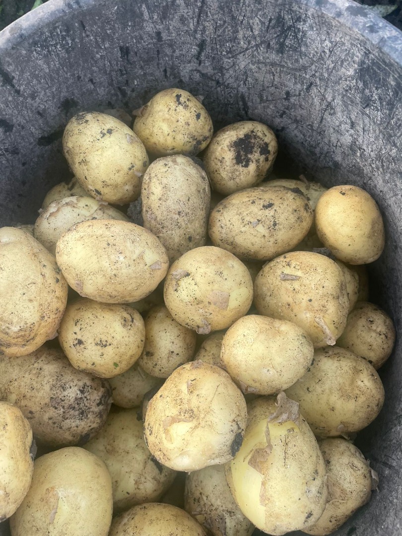 Empresa rumana vende patatas nuevas de origen Rumanía con todos los documentos de exportación Calibre 4-6 Paquete - Bolsas 30-35 KG Para más información no