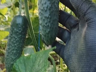 Empresa rumana vende pepinos de origen rumano, tenemos grandes