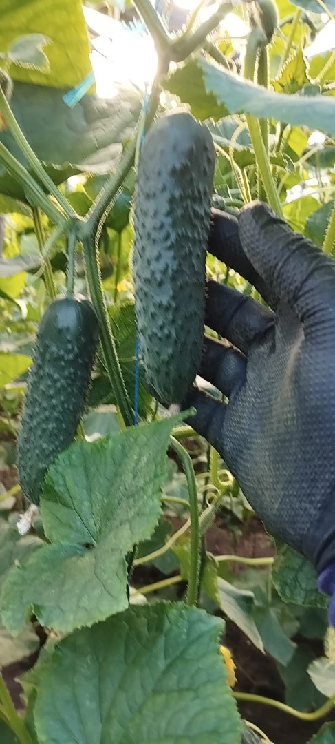 Empresa rumana vende pepinos de origen rumano, tenemos grandes cantidades y estamos abiertos a nuevos clientes