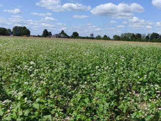 Venderé trigo sarraceno cultivado sin utilizar ningún producto fitosanitario.